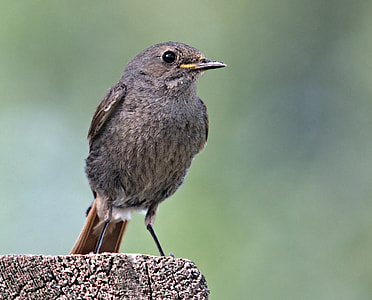 close up photo of brown bird on brown wooden surface thumbnail