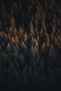 aerial photo of forest during daytime thumbnail