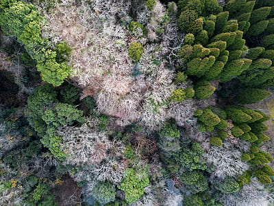 aerial photography of forest thumbnail