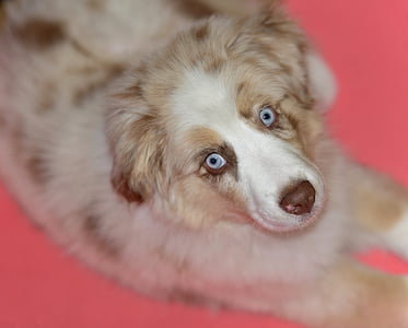 shallow focus photography of puppy thumbnail