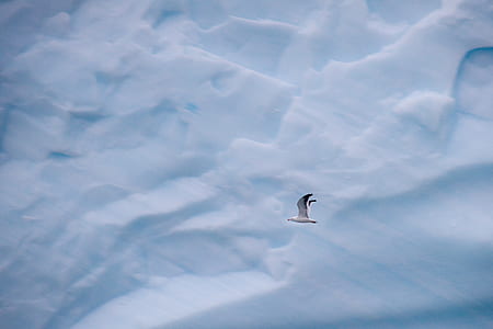 silver gull flying through the sky thumbnail