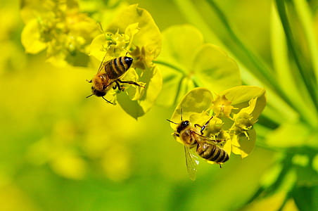 yellow orchid flower with two honeybees thumbnail