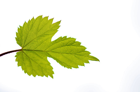 green leaf thumbnail