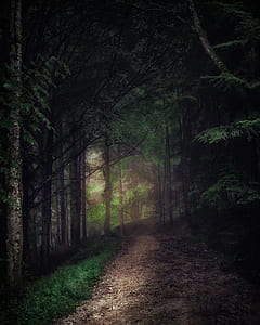 walkway in the middle of the forrest thumbnail