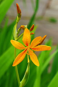 Leopard Flowers Against Green Leafy Background. Flowers and buds of an ornamental plant Iris domestica, commonly known as leopard lily, blackberry lily, and leopard flower. The bloom of each individual flower only last a single day. thumbnail