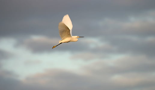 selective focus photography of long-beaked white feathered bird thumbnail