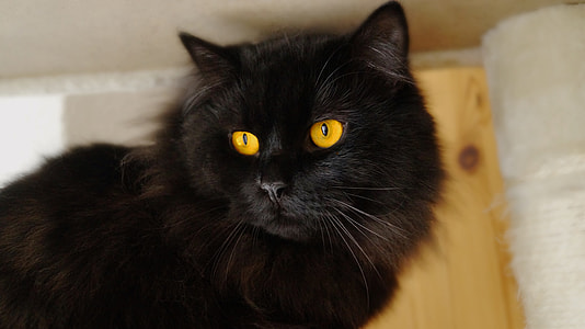 photo of black Maine Coon thumbnail