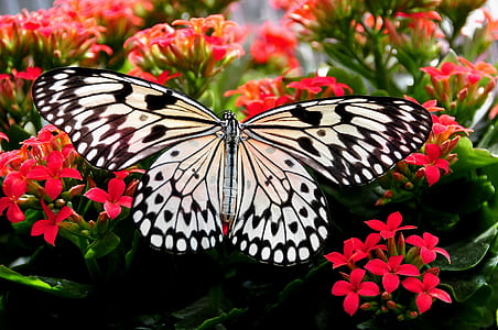 paperkite butterfly perched on red ixora plant closeup photography thumbnail
