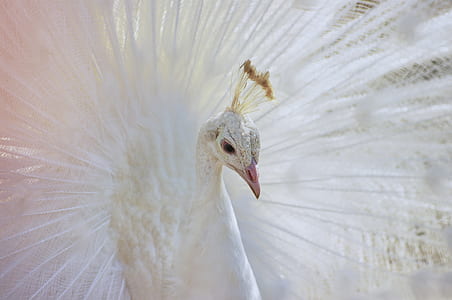 albino peacock thumbnail