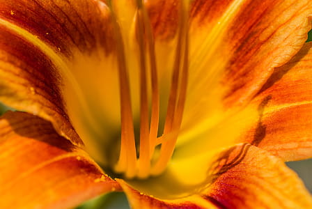 Macro shot of a yellow flower. thumbnail