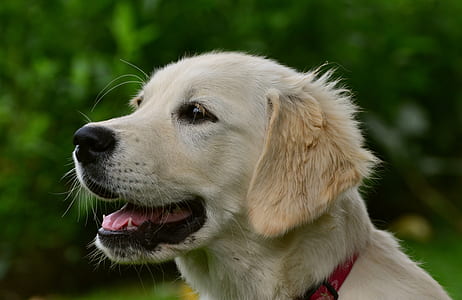 adult golden retriever closeup photography thumbnail