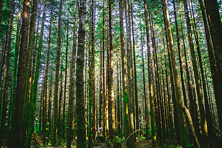 green trees thumbnail