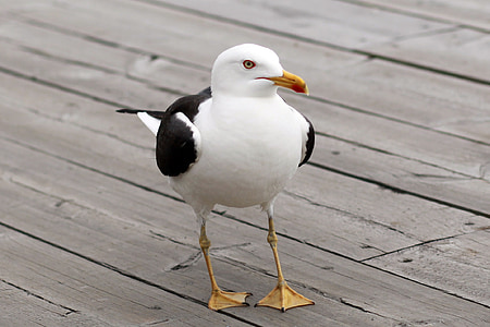 ring-billed gull thumbnail