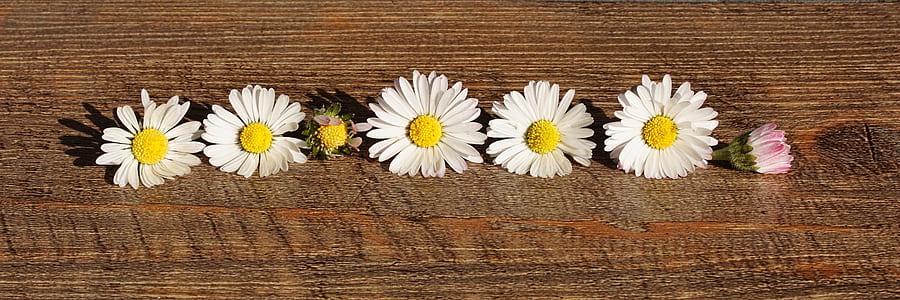 five common daisy flowers on wooden panel thumbnail