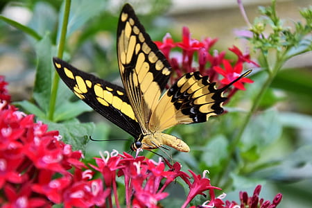 butterfly, schwalbenschwänzchen, insect, animal, nature, color thumbnail
