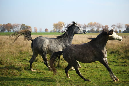 two gray horse running near trees during daytime thumbnail