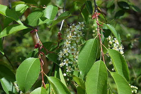Chokecherry Blossoms And Leaves thumbnail