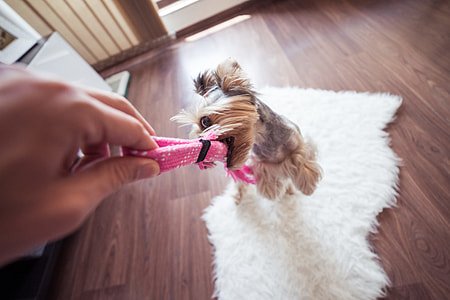 Funny Playing With Yorkie Dog at Home #3 thumbnail