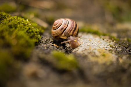 depth of field photography of snail thumbnail