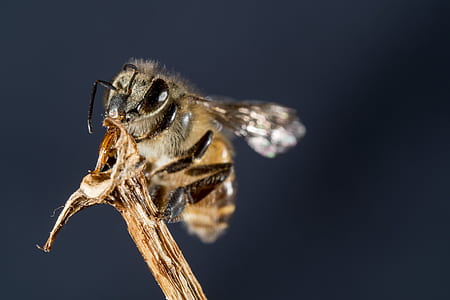 wasp on brown stick thumbnail