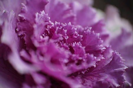 close-up photography of purple petaled flower thumbnail