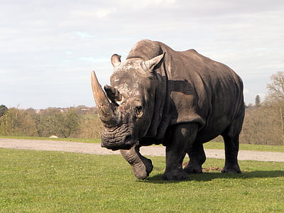 close-up photo of rhinoceros walking on grass thumbnail