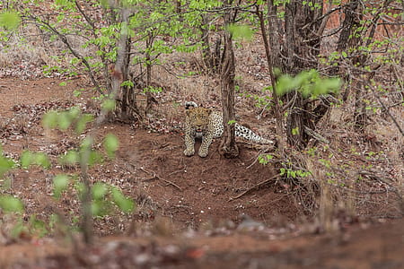 reclining leopard near tree thumbnail