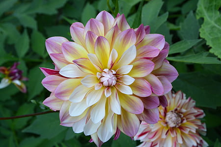 purple and yellow petaled flower thumbnail