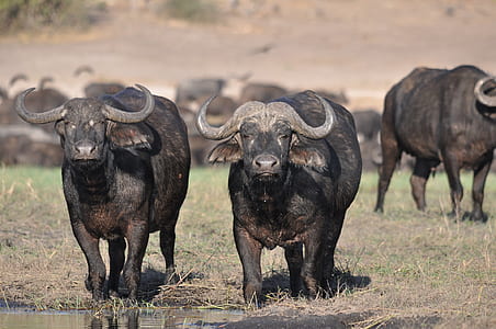 herd of water buffalo on field thumbnail
