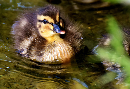 two black-and-yellow ducklings on body of water thumbnail