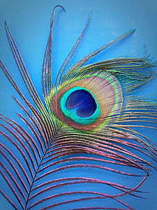 macro shot of green, red, and teal feather thumbnail