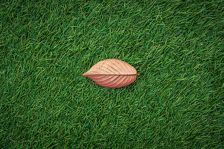 A fall leaf lies on green grass texture thumbnail