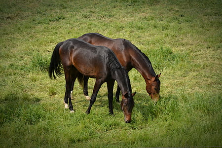 two brown horses eating grass thumbnail