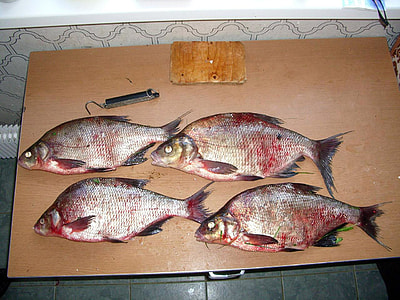 Bream Fish  thumbnail