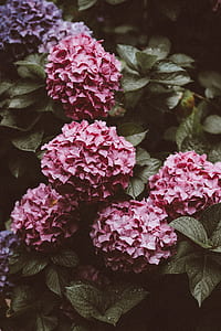 pink petaled flowers in bloom thumbnail