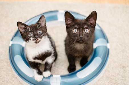 white and black kittens on inflatable buoy thumbnail