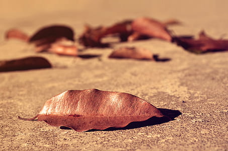Fallen Leaves thumbnail