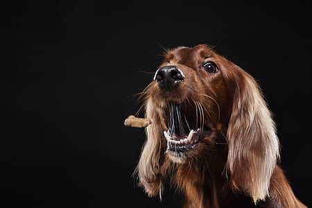 Cocker Spaniel thumbnail