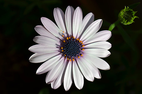 white daisy flowers thumbnail