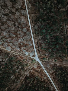 aerial view photography of empty roadway between trees thumbnail