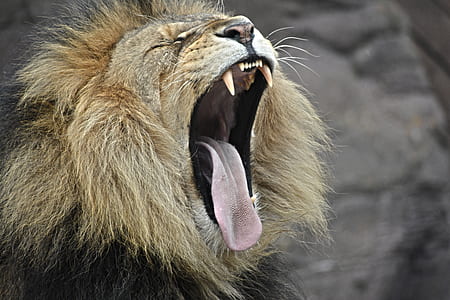 photo of a lion thumbnail