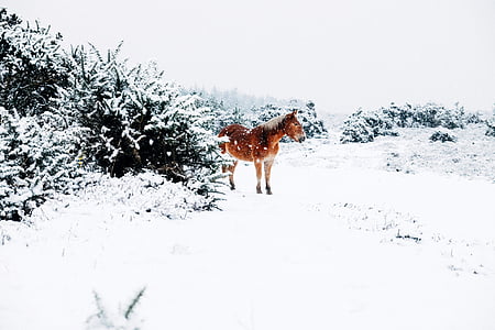 horse on snow beside trees thumbnail