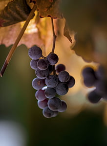 selective focus photography of red grapes thumbnail