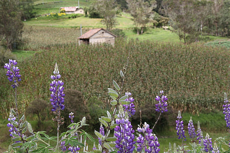 Landscape, Peasant House thumbnail