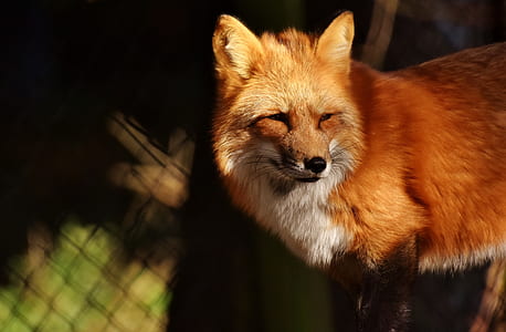 red fox thumbnail