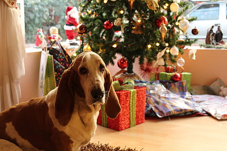 Tan and White Basset Hound Near the Christmas Tree thumbnail