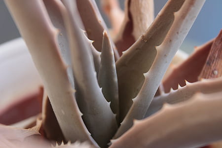 aloe vera plant thumbnail