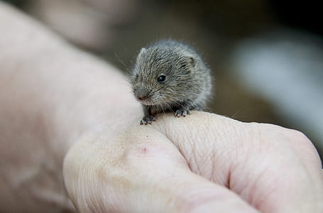 gray rodent on person's hand thumbnail