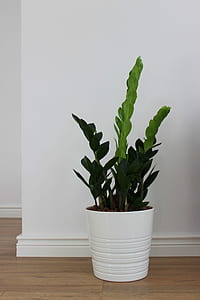 green leaf plant near white painted wall thumbnail