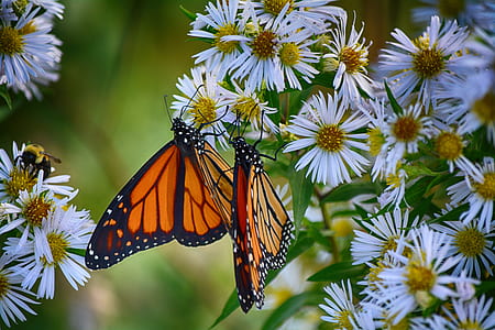 two monarch butterfly perching on white flowers thumbnail